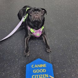 Crosley, Ernie (CGC)
