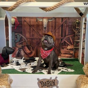 Gray, Brisket (rodeo)