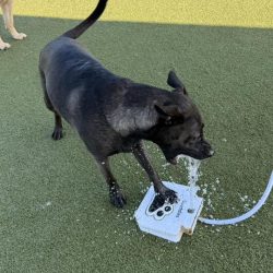 Phoebe water spout